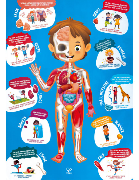 Puzle cuerpo humano