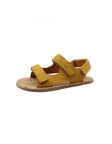 Timón ocre